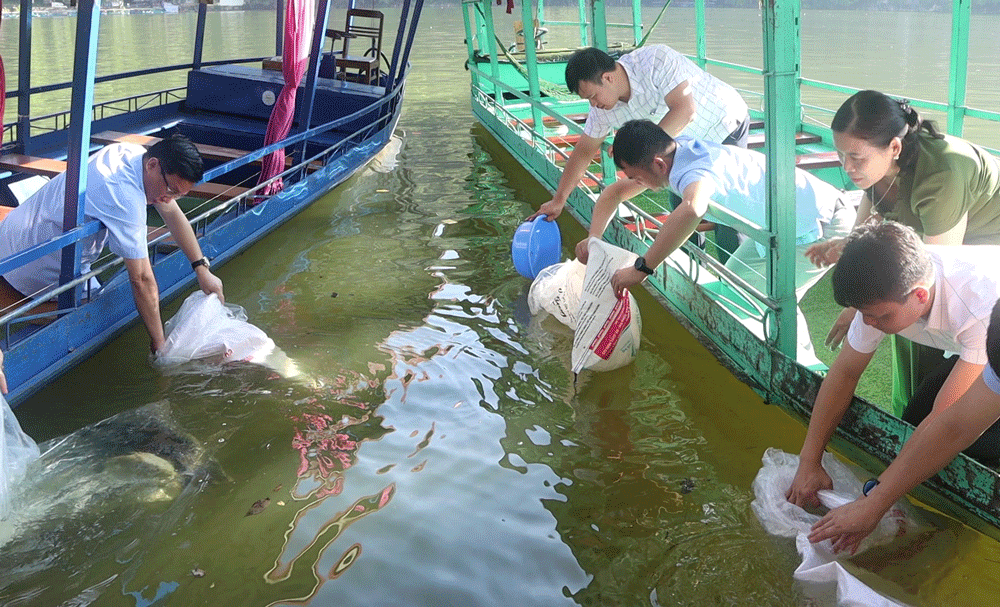 Thả cá phóng sinh ở hồ Ba Bể 
