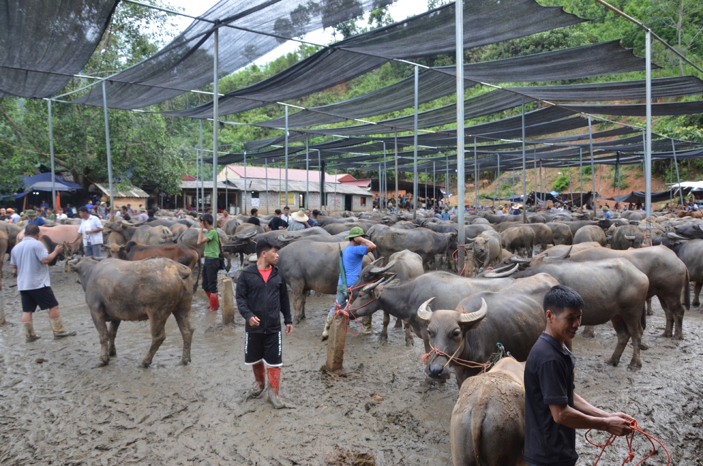 Phiên chợ trâu, bò xã Nghiên Loan (Pác Nặm) đã nhộn nhịp trở lại vài tháng nay.