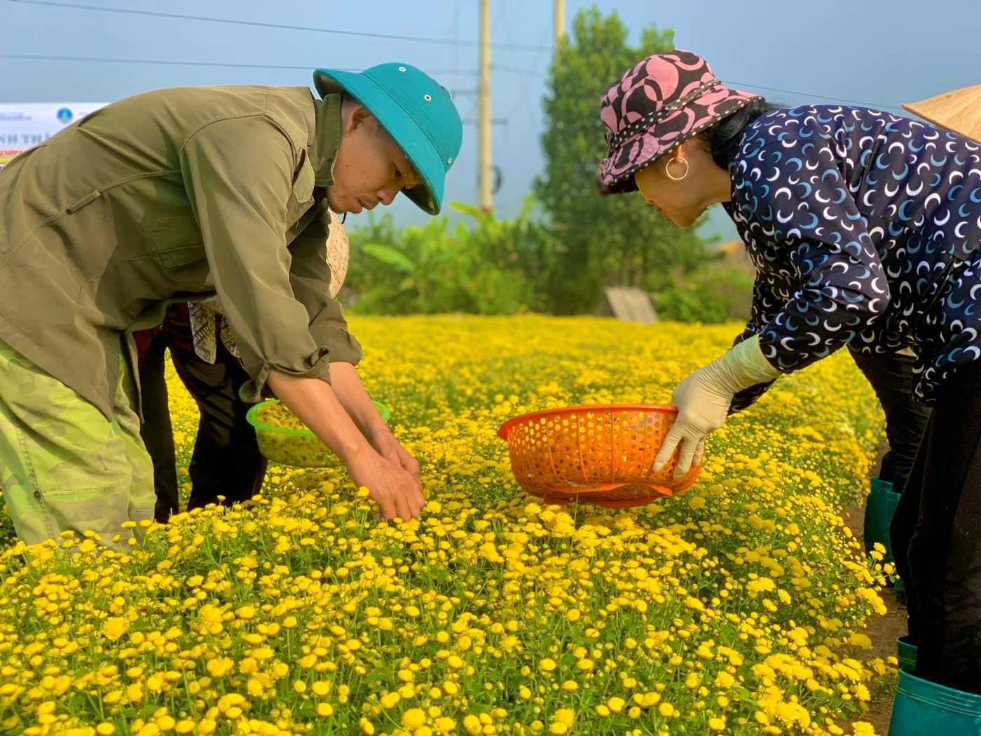 HTX Dương Quang thu hoạch hoa cúc mang đi tiêu thụ tại một số tỉnh.