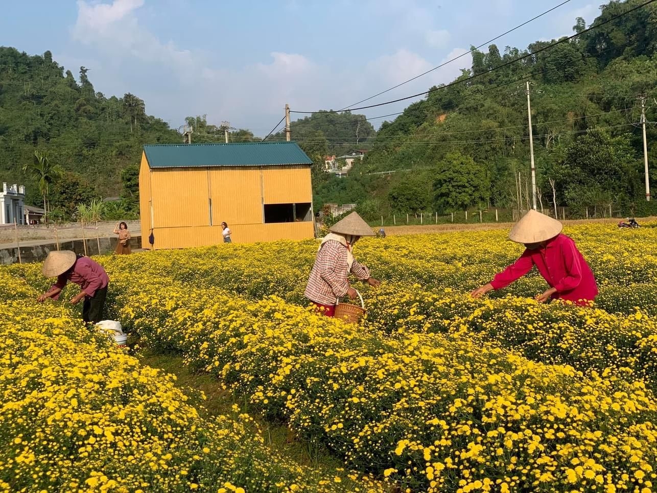 Người dân thu hoạch hoa cúc chi tại HTX Dương Quang.