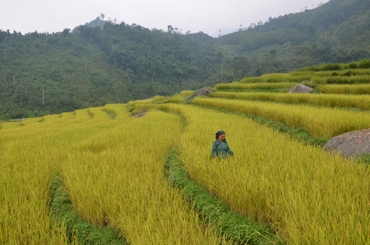 Bắc Kạn: Nông dân vào vụ thu hoạch lúa mùa