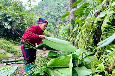 Người dân Yên Mỹ sung túc nhờ trồng cây lá dong bán dịp Tết