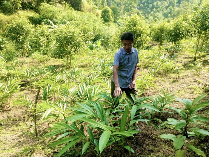 Mô hình trồng sa nhân tím dưới tán rừng của HTX Tạ Anh.