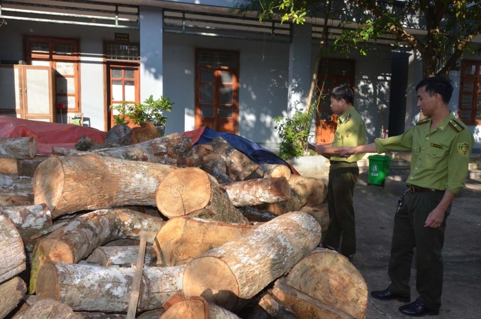 Số tang vật gỗ vi phạm thu được tại sân Hạt Kiểm lâm huyện trong năm